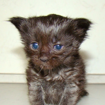 Catsvill County "Voodoo"