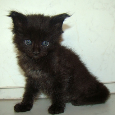 Catsvill County "Vesper"