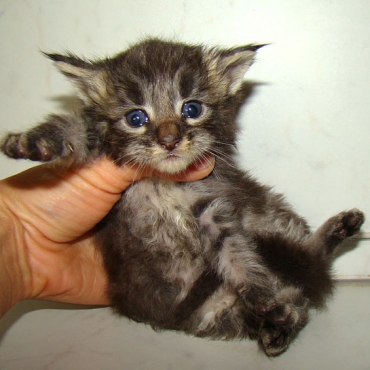 Catsvill County "Vera"