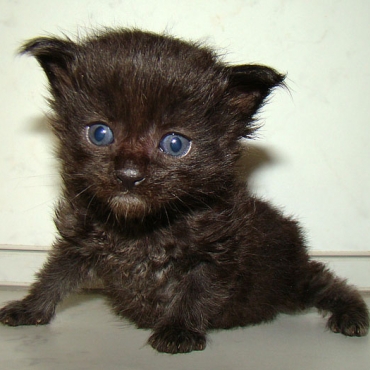 Catsvill County "Valentino"