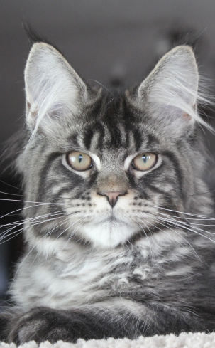 Saturn Katrin Style*RU of Catsvill County