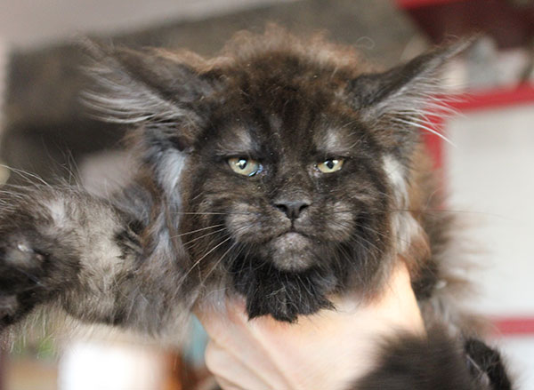 Cattery of the Maine coons Catsvill County