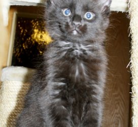 Catsvill County Paloma