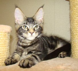 Catsvill County "Sultan"