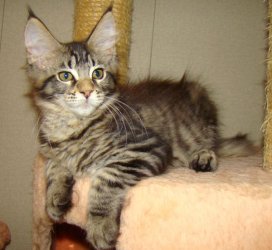 Catsvill County "Smile"