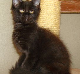 Catsvill County "Spangle"