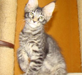 Catsvill County "Sprite"