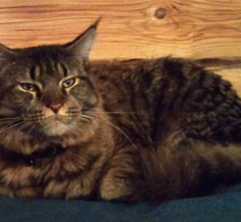Catsvill County "Aksel"