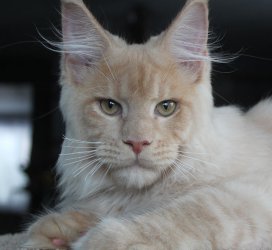 Simba