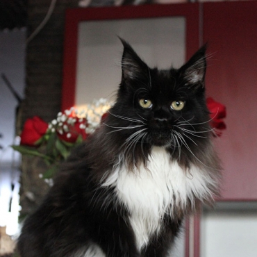 Catsvill County Darling