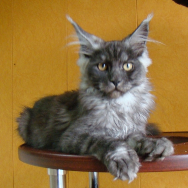 Catsvill County Wolf