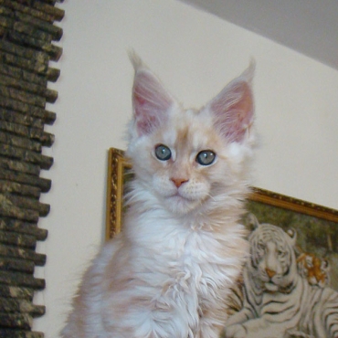 Catsvill County Xena