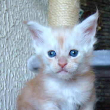 Catsvill County Xenona