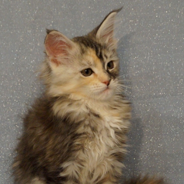 Missis Buffy Businka Silver