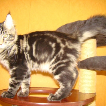 Catsvill County Oliver