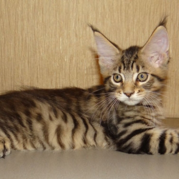 Catsvill County Ozzy