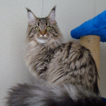 Catsvill County Oliviya