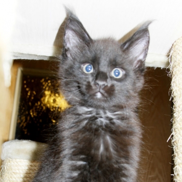 Catsvill County Paloma