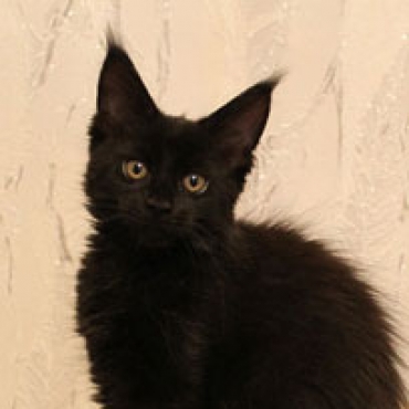 Catsvill County Runa