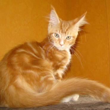 Catsvill County  Qashqai