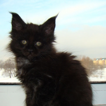 Catsvill County "Janet"