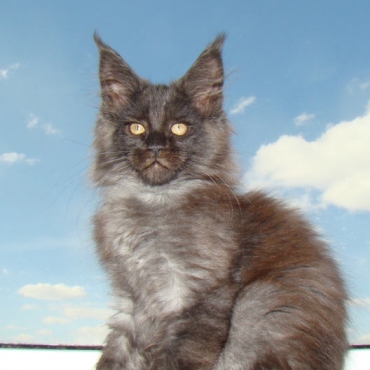 Catsvill County "Jessica"