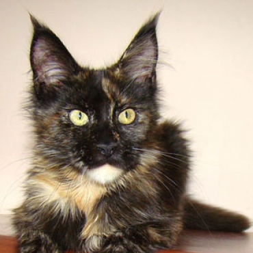 Catsvill County "Madina"