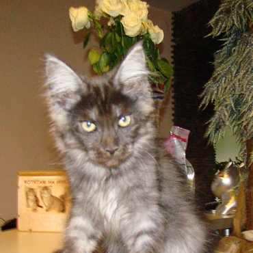 Catsvill County "Maximus"