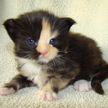Catsvill County "Olya-lya"