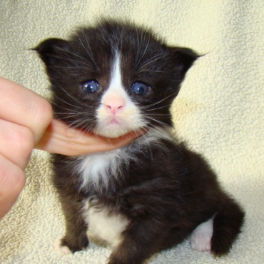 Catsvill County "Orlando Bloom"