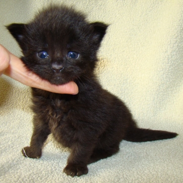 Catsvill County "Ocean black"