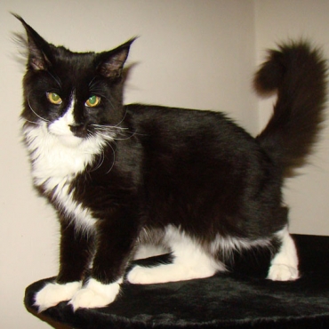 Catsvill County "Pirat"
