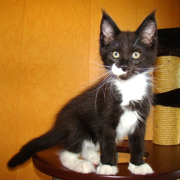 Catsvill County  "Play Boy "