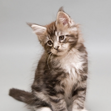 Catsvill County "Quark"