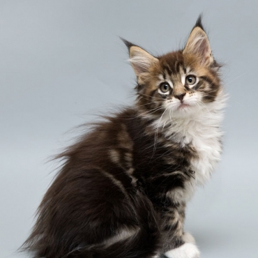 Catsvill County "Quirinus"