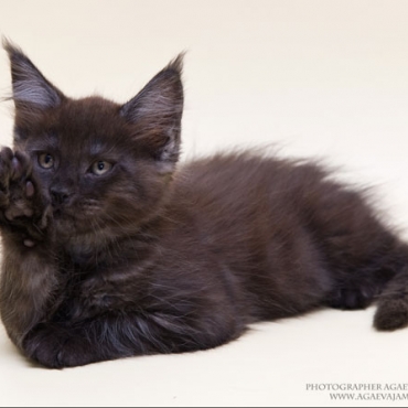 Catsvill County "Quincy"