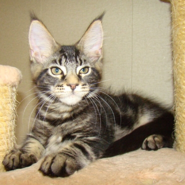 Catsvill County "Sultan"