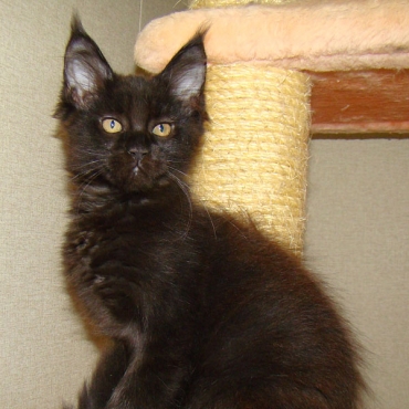 Catsvill County "Spangle"