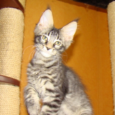 Catsvill County "Sprite"