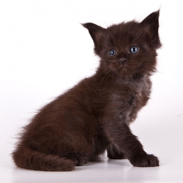 Catsvill County "Tamerlan"