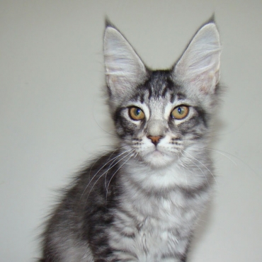 Catsvill County "Xandria"
