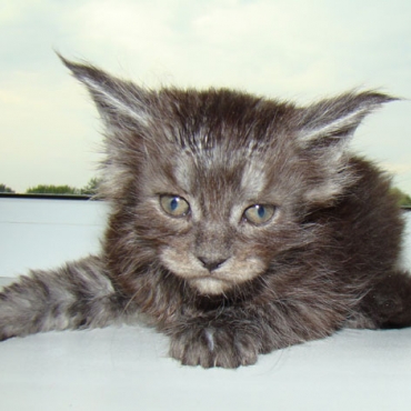 Catsvill County "Xaker"