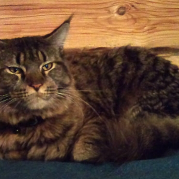 Catsvill County "Aksel"