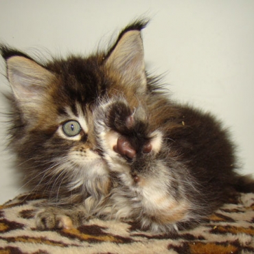 Catsvill County "Cleo"