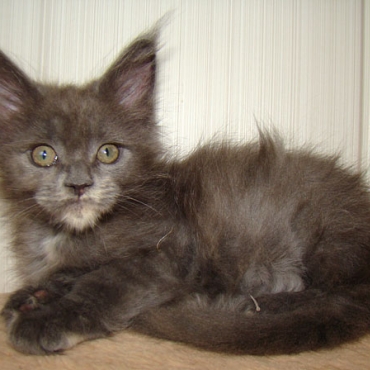 Catsvill County "CoCo Chanel"