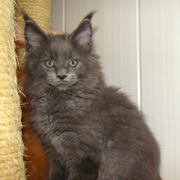 Catsvill County "Casanova"
