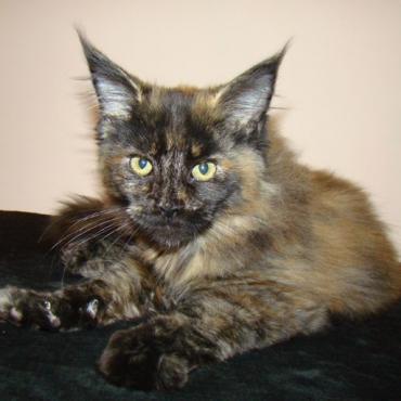 Catsvill County "Dancer"