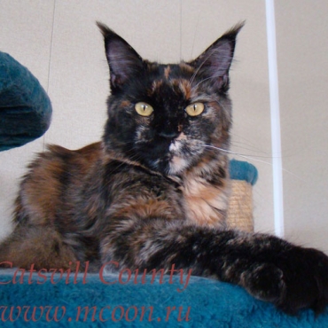 Catsvill County "Deborah"
