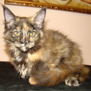 Catsvill County "Dion"