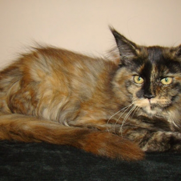 Catsvill County "Dakota"